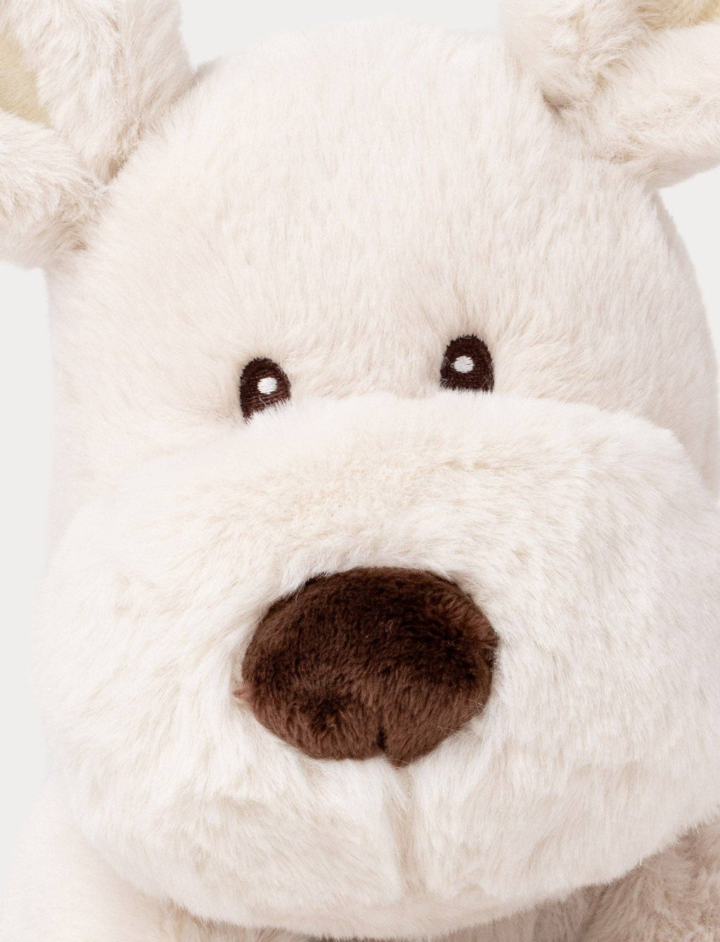 Teddy Mocca, Hond, Groot